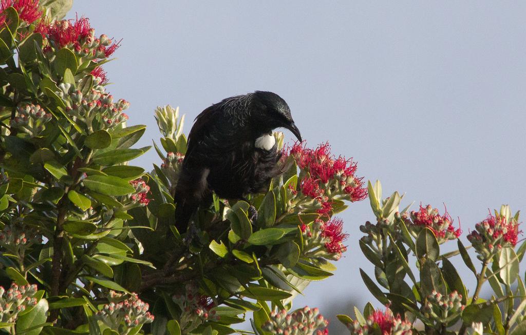 Kowhai Lane Lodge Half-moon Bay Zewnętrze zdjęcie